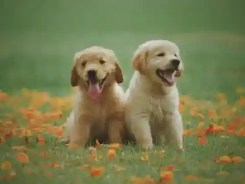 A Sweet Pet