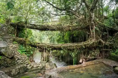 Living Root Bridges – India