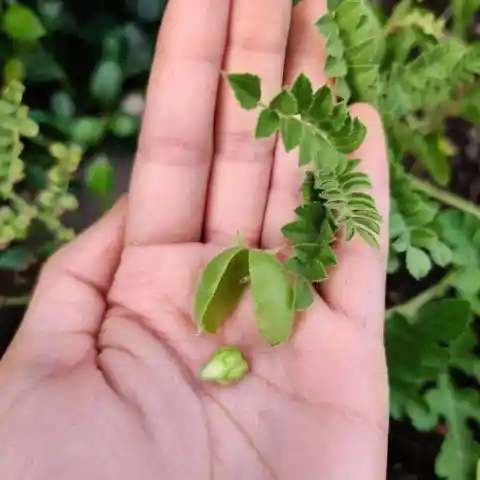 Chickpeas and Their Pods