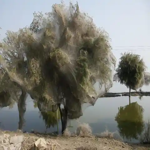 Árbol Araña