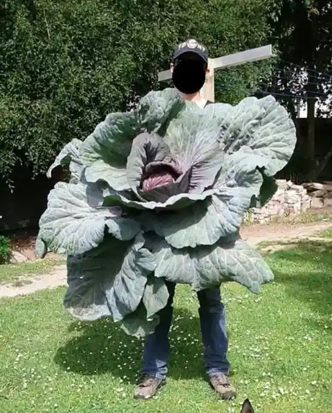 A Giant Cabbage