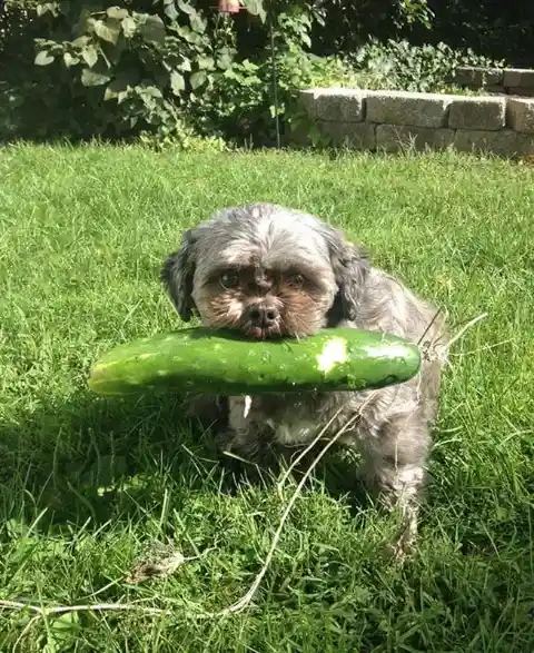 Jessy and His Cucumber