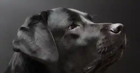 The Lifeline Named Scout