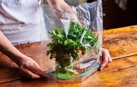 Prolong Your Fresh Herbs