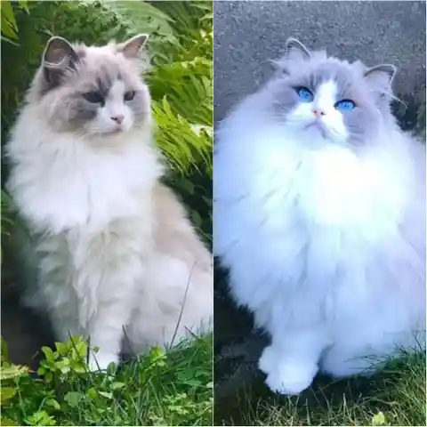 Ragdoll Cats