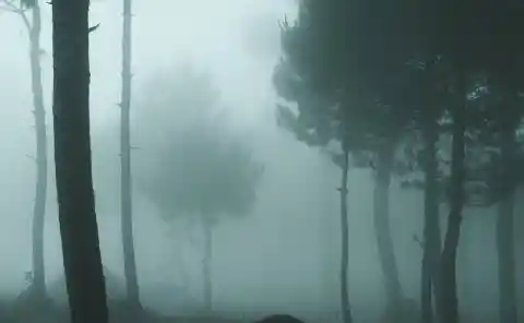 The Clearing