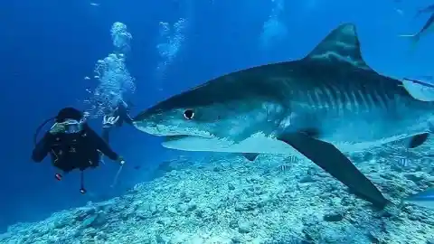 Los terroríficos tiburones tigre de Hawai