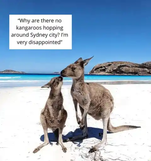 Kangaroos in the City