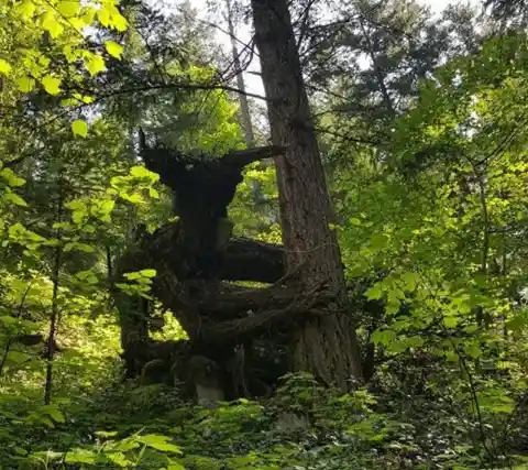 Mysterious Tree Growth