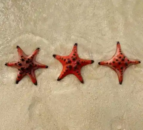 Starfish Arms