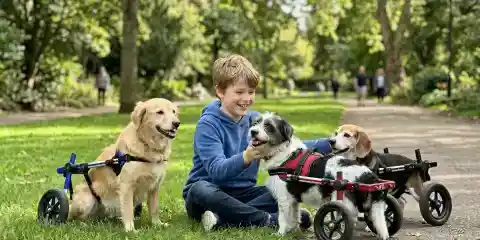 My 12-Year-Old Son Built Wheelchairs for 3 Stray Dogs – Our Neighbor Smashed Their Shelter, but 24 Hours Later, Someone Showed up at Her Door