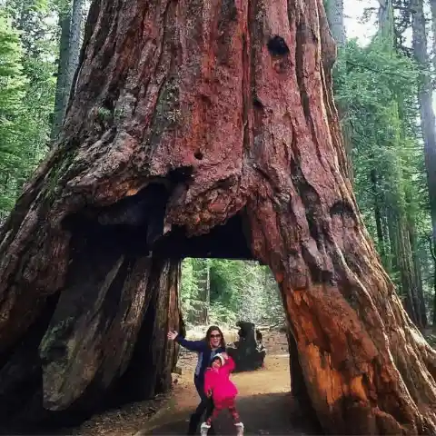 Pioneer Cabin Tree – California