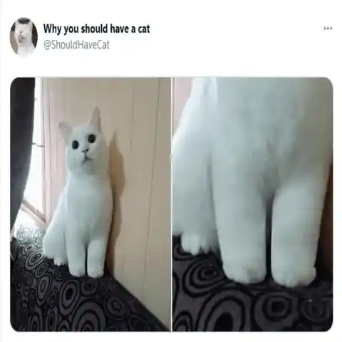 They have fluffy paws