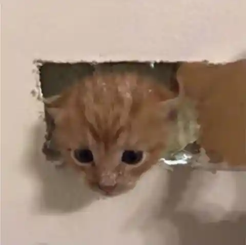 A Tiny Life Saved