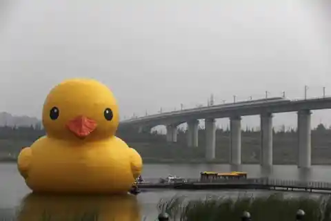 Large Yellow Ducks