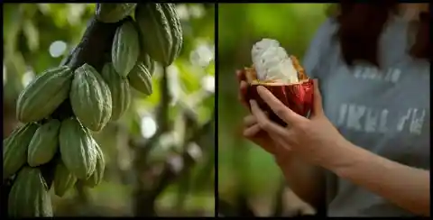 Cacao Grows on the Branch