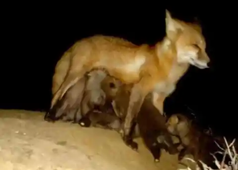 Adorable Fox Pups