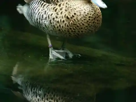 After the Duck’s Find