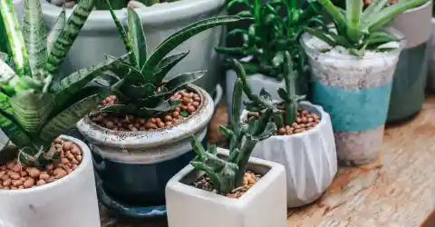 For The Quirky Plant Lovers 