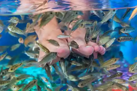 Fish Food