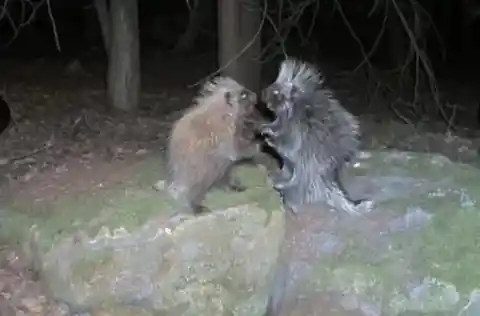 Porcupine Fight