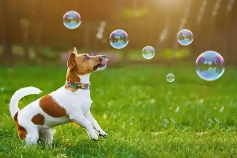 Create Your Own Bubbles and Have Fun