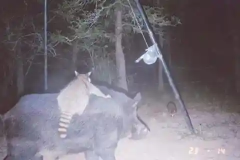 A Raccoon Riding a Wild Pig