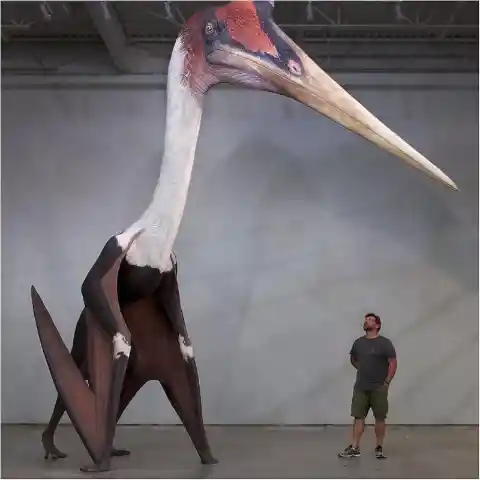 The Largest Flying Reptile