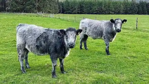 Nebraska’s Trauma-Inducing Cows