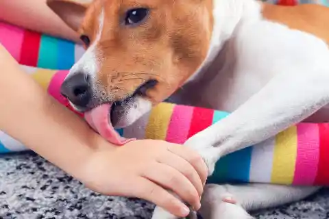 Dog Licks Make a Wound to Heal Better