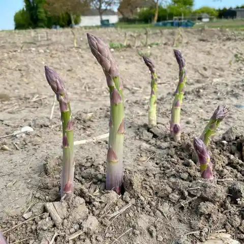 Asparagus Looks Like Snakes!