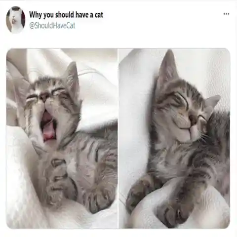 Cats have the cutest yawns