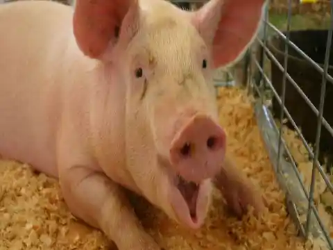 One Pig, Two Pig…