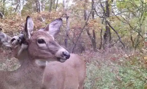 Are These Deer Making Out?