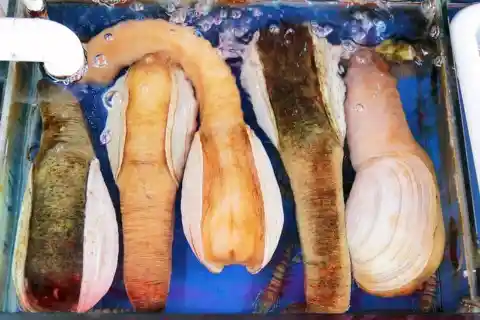 Washington: Geoduck