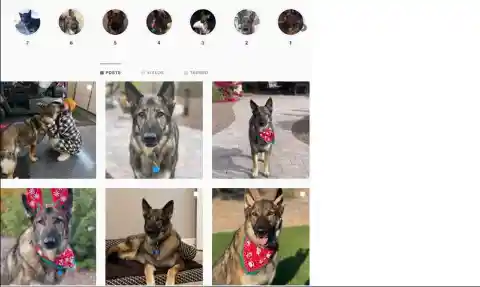 The Social Media Page