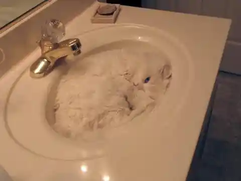 Furry Faucet