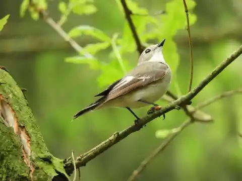 The Rare Breed Survival Trust