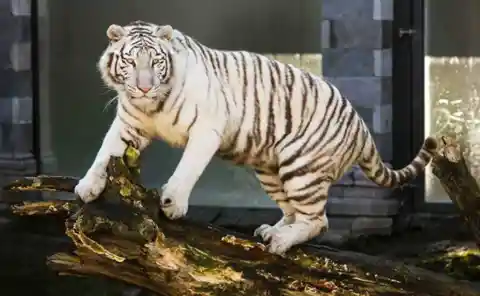 Blanca, The Star of the Zoo