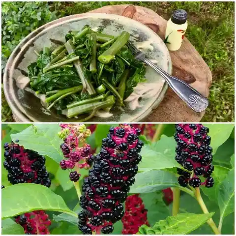 Poisonous Pokeweed