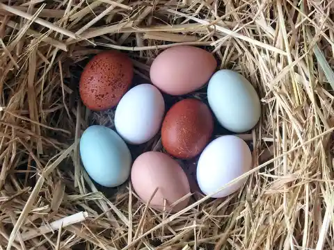 Are White Eggs and Brown Eggs the Only Two Options?