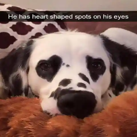 Loved-up Pup