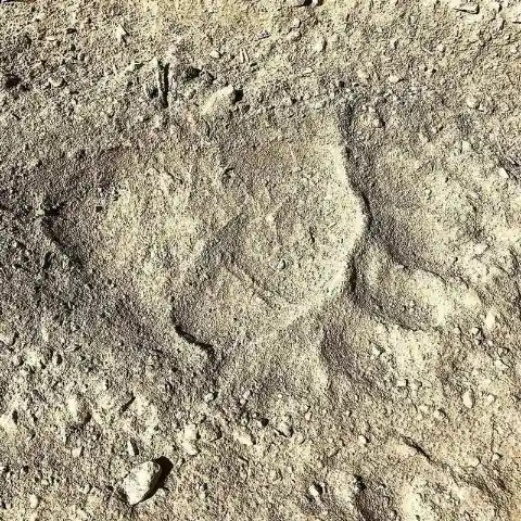 Footprint Of The Yeti?