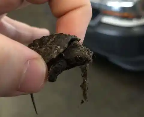  What a Tiny Baby Turtle!