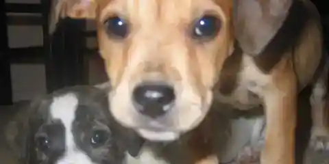 HOA President Destroyed a Doghouse My Daughter Built for Stray Puppies – She Missed the One Thing That Would Come Back to Haunt Her