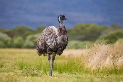 Da dove viene l'emu?