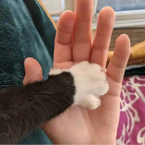 Paw-Five