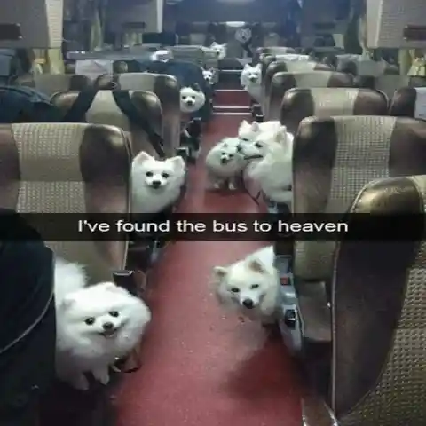 The Dog Bus