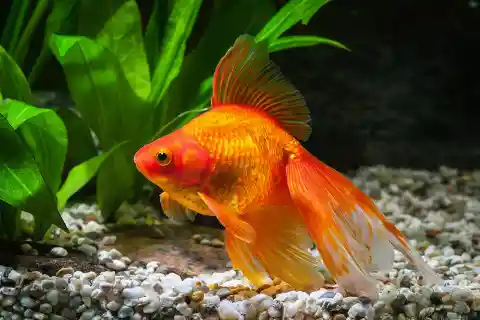 Goldfish Have a Memory of Just Three Seconds