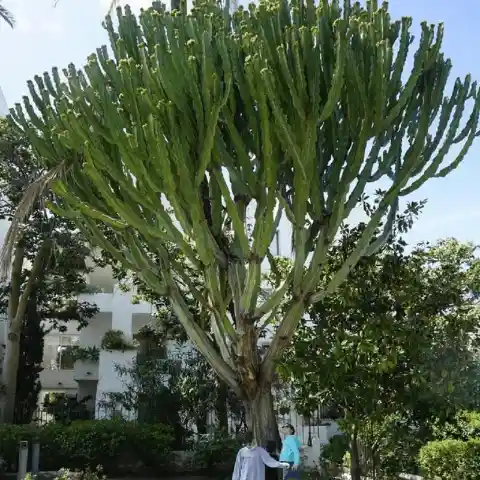 King of the Cacti